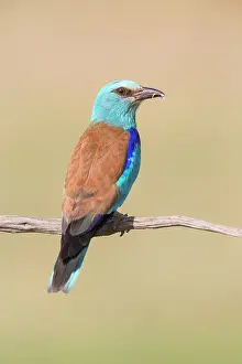 Bacs: European Roller