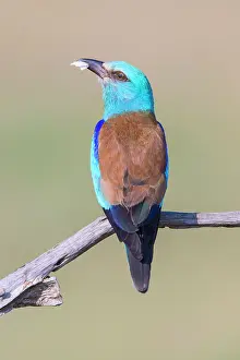 Bacs: European Roller