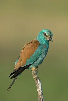 Coraciidae: European Roller