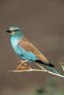 Tanzanian: European Roller