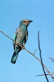 Tsavo: European Roller