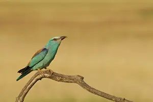 Hortobgy: European Roller