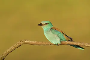 Hortobgy: European Roller