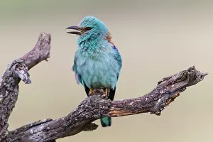 Estremadura: European Roller