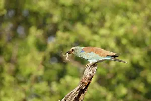 Locust: European Roller