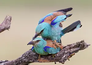 Copula: European Roller