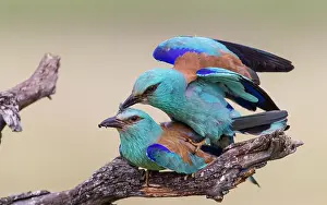 Copula: European Roller
