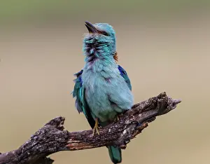 Coracias: European Roller