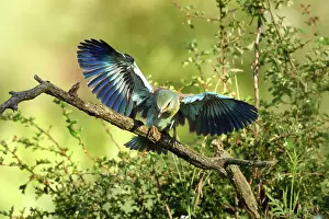 Attempt: European Roller