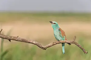 Hortobgy: European Roller