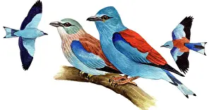 Coracias: European Roller