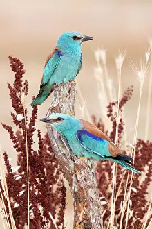 Coarse: European Roller (Coracias garrulus), a couple perched
