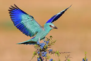 Spinosa: European Roller (Coracias garrulus), adult alighting