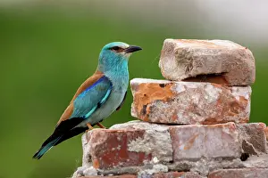 Coraciiforme: European Roller (Coracias garrulus) Adult in breeding