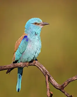 Garrulus: European roller (Coracias garrulus) in ambush, hunting