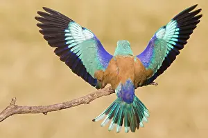Garrulus: European Roller (Coracias garrulus), bird landing