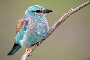 Garrulus: European roller (Coracias garrulus) Close-up, sitting