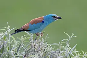 Danube: European Roller (Coracias garrulus), Danube Delta