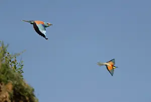 Coraciiforme: European Roller (Coracias garrulus) and European