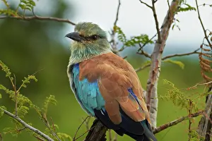 Roller: European Roller (Coracias garrulus), Kruger