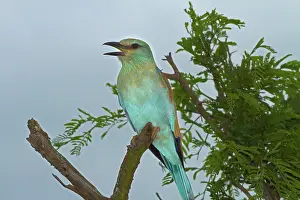 Roller: European Roller (Coracias garrulus), Kruger