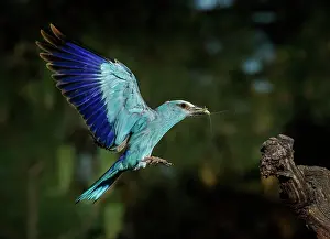 Roller: European roller (Coracias garrulus) landing with