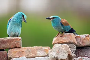 Coraciiforme: European Roller (Coracias garrulus) Pair in breeding