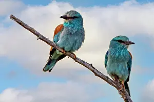 Coraciiforme: European Roller (Coracias garrulus) Pair in breeding