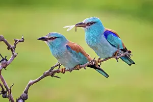 Bridal: European roller (Coracias garrulus) Pair courting