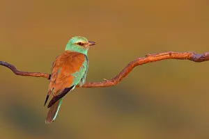 Perch: European roller (Coracias garrulus), on a perch