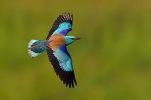 Perch: European roller (Coracias garrulus), on perch, Tower
