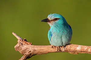 Perch: European roller (Coracias garrulus), on perch, Tower
