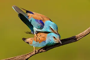 Perch: European roller (Coracias garrulus), on perch, Tower