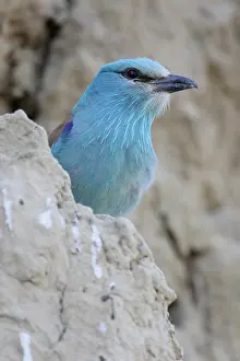 Romania: European Roller (Coracias garrulus), Romania