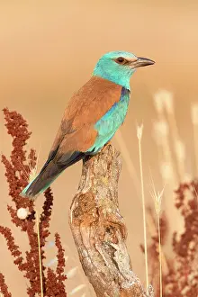 Coarse: European Roller (Coracias garrulus), side view of
