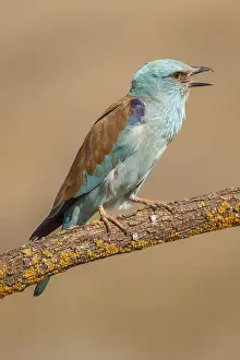 030517: European Roller perched on a branch calling Castilla La