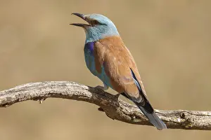 Roller: European Roller perched on a branch calling Castilla La