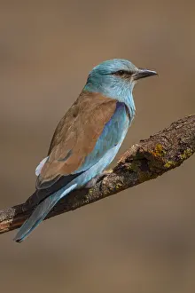 Roller: European Roller perched on a branch Castilla La Mancha
