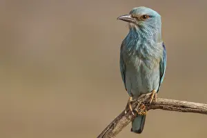 Roller: European Roller perched on a branch Castilla La Mancha
