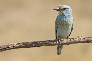 Roller: European Roller perched on a branch Castilla La Mancha