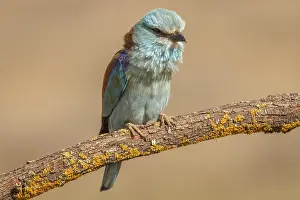 Roller: European Roller perched on a branch Castilla La Mancha