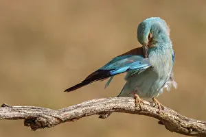 Rollers: European Roller perched on a branch preening Castilla La