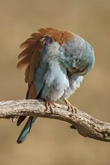 030517: European Roller perched on a branch preening Castilla La