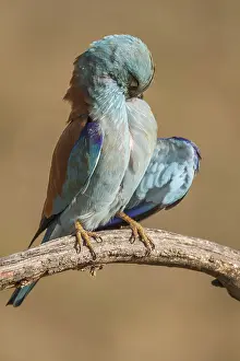030517: European Roller perched on a branch preening Castilla La