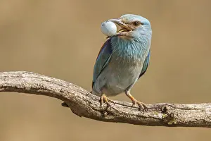 Castile: European Roller removing starling egg from its nest Cast