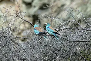 Lee Reszeter: European Rollers