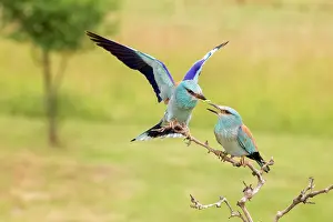 Garrulus: European rollers (Coracias garrulus), couple at