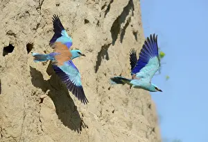 Coraciiforme: European Rollers (Coracias garrulus) courtship in
