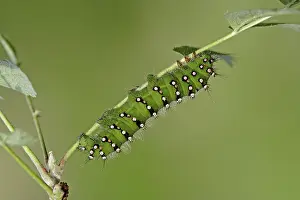 Pavonia: European Rowan