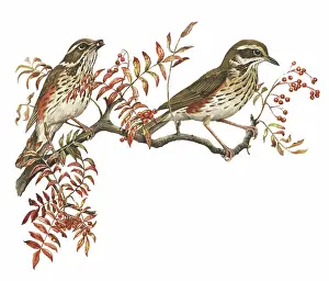 Sorbus: European Rowan